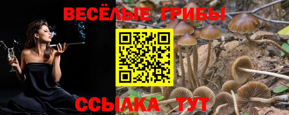 Галлюциногенные грибы Psilocybe Медногорск